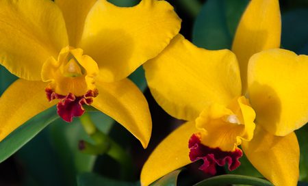 Cattley Cultivars Orchidee (Beitragsbild)