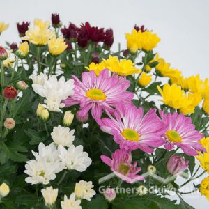 Chrysanthemum indicum Garten - Chrysantheme (Beitragsbild)