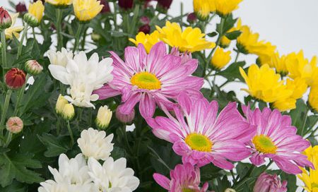 Chrysanthemum indicum Garten - Chrysantheme (Beitragsbild)