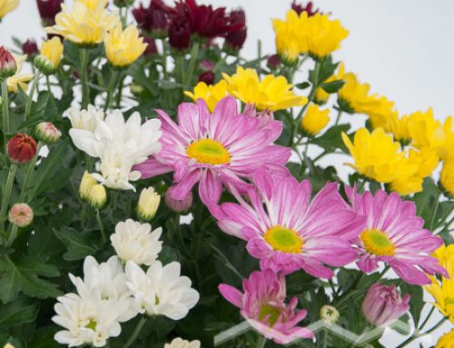 Chrysanthemum indicum