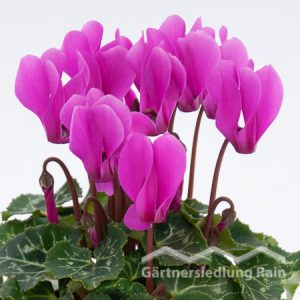 Cyclamen persicum Zimmer - Alpenveilchen (Beitragsbild)