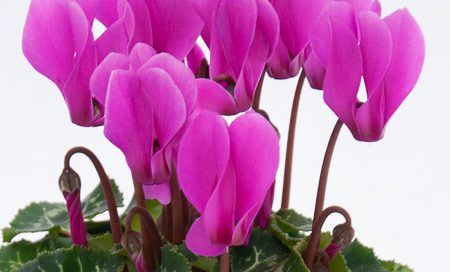 Cyclamen persicum Zimmer - Alpenveilchen (Beitragsbild)