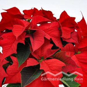 Euphorbia pulcherrima Weihnachtsstern, Poinsettie (Beitragsbild)