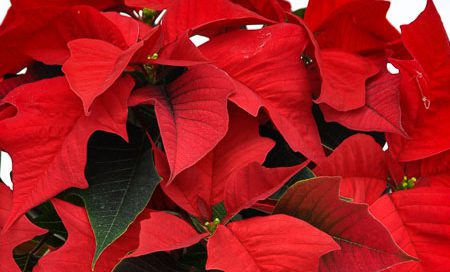 Euphorbia pulcherrima Weihnachtsstern, Poinsettie (Beitragsbild)