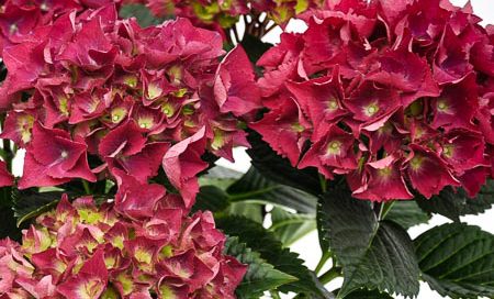 Hydrangea macrophylla Garten-Hortensie (Beitragsbild)