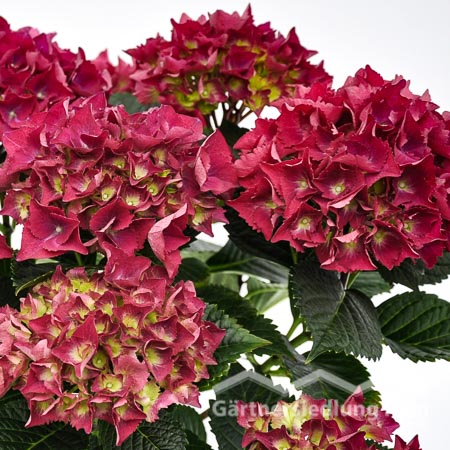 Hydrangea macrophylla Garten-Hortensie (Beitragsbild)