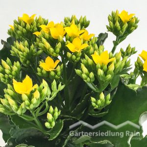 Kalanchoe blossfeldiana Flammendes Käthchen (Beitragsbild)