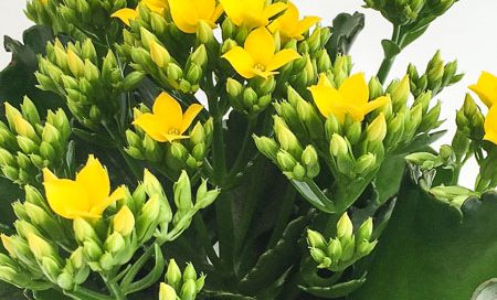 Kalanchoe blossfeldiana Flammendes Käthchen (Beitragsbild)