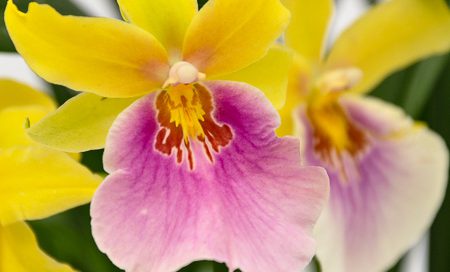 Miltonia-Hbriden Stiefmütterchen Orchidee (Beitragsbild)