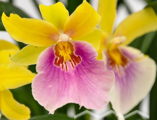 Miltonia Hybriden