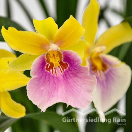 Miltonia-Hbriden Stiefmütterchen Orchidee (Beitragsbild)