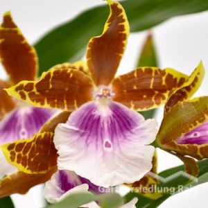 Miltonia Hybriden Stiefmütterchen Orchidee (Beitragsbild)