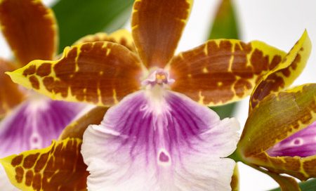Miltonia Hybriden Stiefmütterchen Orchidee (Beitragsbild)