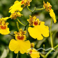 Odontoglossum-Hybriden Orchidee (Beitragsbild)