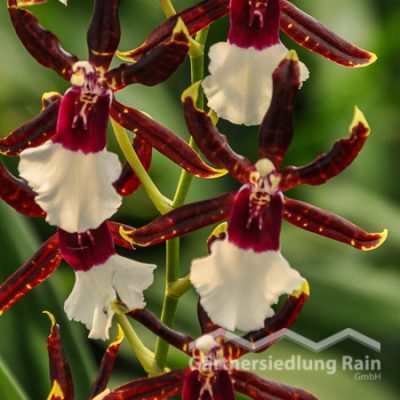 Odontonia-Hybriden Orchidee (Beitragsbild)