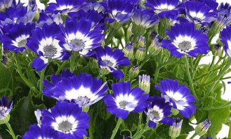 Pericallis cruenta Blutrote Zinerarie, Cinerarie, Aschenblume(Beitragsbild)