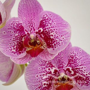 Phalenopsis Hybriden Schmetterlingsorchidee (Beitragsbild)