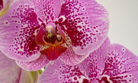 Phalenopsis Hybriden Schmetterlingsorchidee (Beitragsbild)