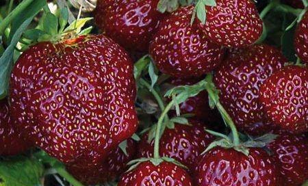 Fragaria ananassa "Aroma-Auslese" Gartenerdbeere, Ananas-Erdbeere (Beitragsbild)