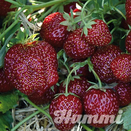 Fragaria ananassa "Aroma-Auslese" Gartenerdbeere, Ananas-Erdbeere (Beitragsbild)