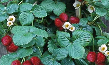 Fragaria ananassa "KletterToni"" Gartenerdbeere, Ananas-Erdbeere (Beitragsbild)