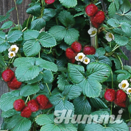 Fragaria ananassa "KletterToni"" Gartenerdbeere, Ananas-Erdbeere (Beitragsbild)