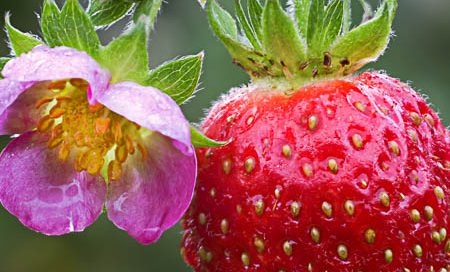 Fragaria ananassa "Merosa" Gartenerdbeere, Ananas-Erdbeere (Beitragsbild)
