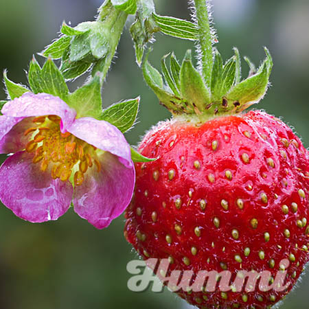 Fragaria ananassa "Merosa" Gartenerdbeere, Ananas-Erdbeere (Beitragsbild)