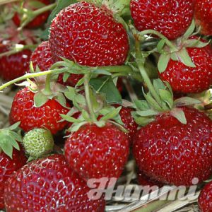 Fragaria ananassa "Praline" Gartenerdbeere, Ananas-Erdbeere(Beitragsbild)