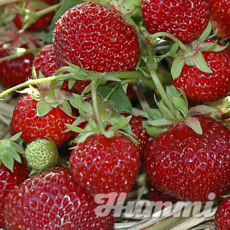 Fragaria ananassa "Praline" Gartenerdbeere, Ananas-Erdbeere(Beitragsbild)
