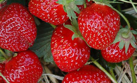 Fragaria ananassa "Rimona" Gartenerdbeere, Ananas-Erdbeere(Beitragsbild)