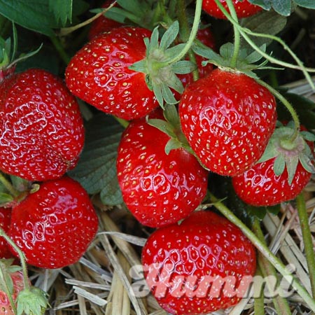 Fragaria ananassa "Rimona" Gartenerdbeere, Ananas-Erdbeere(Beitragsbild)