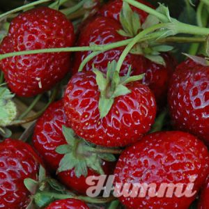Fragaria ananassa "Neue Mieze" Gartenerdbeere, Ananas-Erdbeere (Beitragsbild)