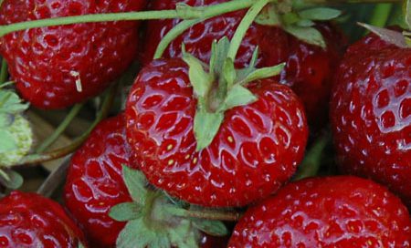 Fragaria ananassa "Neue Mieze" Gartenerdbeere, Ananas-Erdbeere (Beitragsbild)