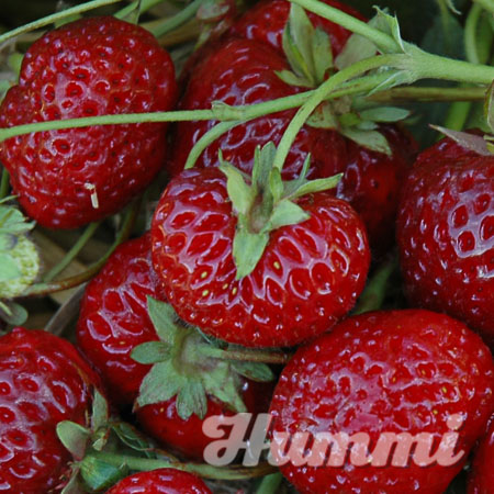 Fragaria ananassa "Neue Mieze" Gartenerdbeere, Ananas-Erdbeere (Beitragsbild)