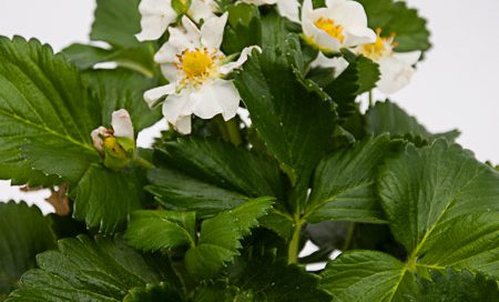 Fragaria ananassa Greenbar Gartenerdbeere, Ananas-Erdbeere (Beitragsbild)