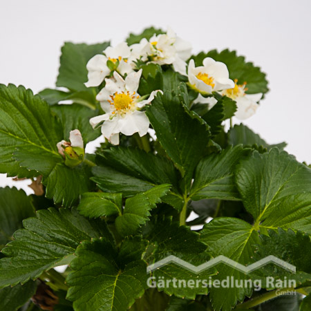 Fragaria ananassa Greenbar Gartenerdbeere, Ananas-Erdbeere (Beitragsbild)