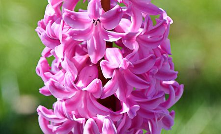 Hyacinthus orientalis Hyazinthe (Beitragsbild)