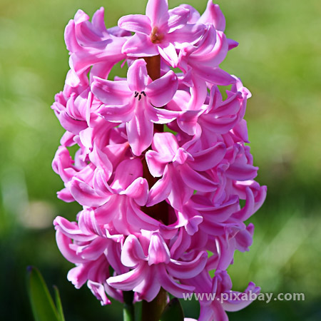 Hyacinthus orientalis Hyazinthe (Beitragsbild)