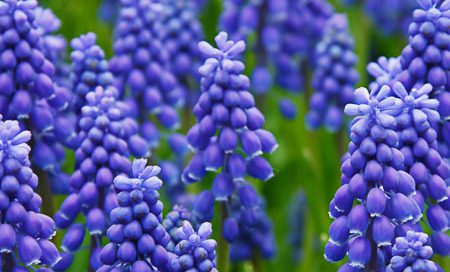 Muscari ameniacum Armenische Traumenhyazinthe (Beitragsbild)