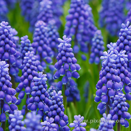 Muscari ameniacum Armenische Traumenhyazinthe (Beitragsbild)