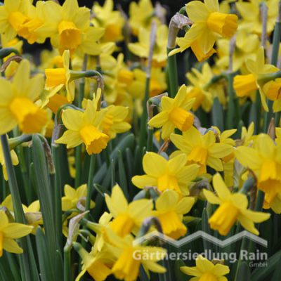 Narcissus cyclaminoides Osterglocke Têtê-à-Têtê (Beitragsbild)