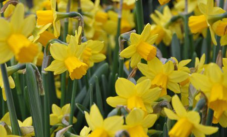 Narcissus cyclaminoides Osterglocke Têtê-à-Têtê (Beitragsbild)