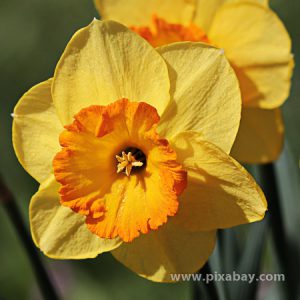 Narcissus pseudonarcissus Osterglocke (Beitragsbild)