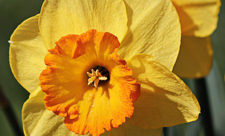 Narcissus pseudonarcissus Osterglocke (Beitragsbild)