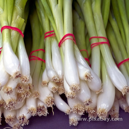 Allium fistulosum Lauchzwiebel Beitragsbild