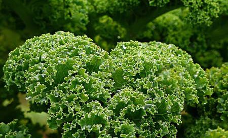 Brassica oleracea Grünkohl Beitragsbild