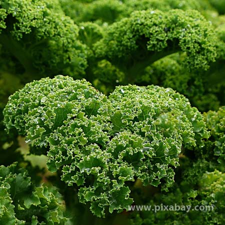 Brassica oleracea Grünkohl Beitragsbild