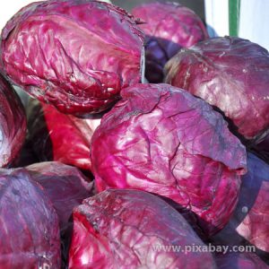 Brassica oleracea Rotkohl Beitragsbild