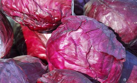 Brassica oleracea Rotkohl Beitragsbild